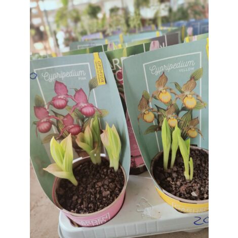 Orchidea da giardino, Cypripedium Pink or Yellow, foto reali - Colore: Giallo