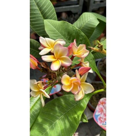 Plumeria Captivate, frangipane, H 60cm, foto reali