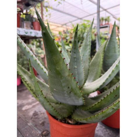 Enorme Agave Americana O Aloe Americano En Maceta De Madera En Un - Foto 12