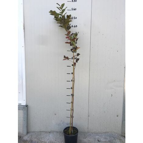 Pianta Di Guava (Psidium Guajava) - Vaso 18cm, Pianta Da Frutto Tropicale, Ideale Per Giardino O Vaso - Foto 3