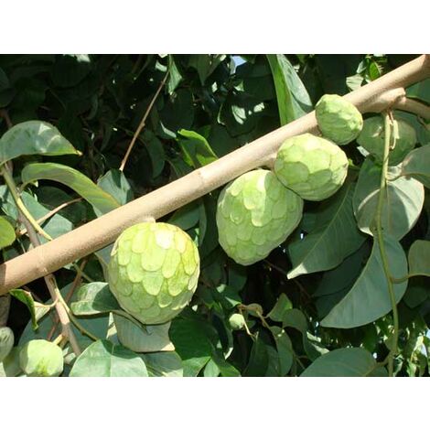 Pianta Di Annona Cherimola 'Fino De Jete' Autofertile Foto Reali H - Foto 9