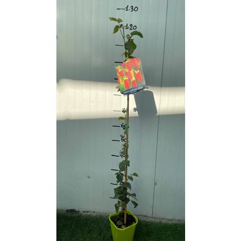 Sansevieria In Vaso 18cm H65cm - Pianta Da Interno Lingua Di Suocera - Foto Reali