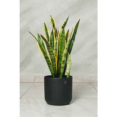 Pianta di Sansevieria Vaso 18cm foto reali H 60 cm