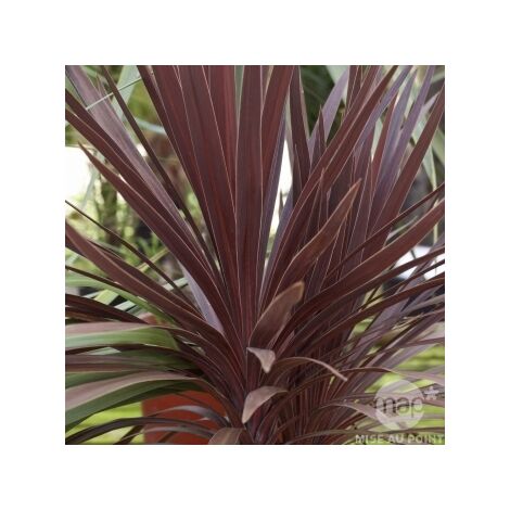 Dracena Red Star vaso 22cm