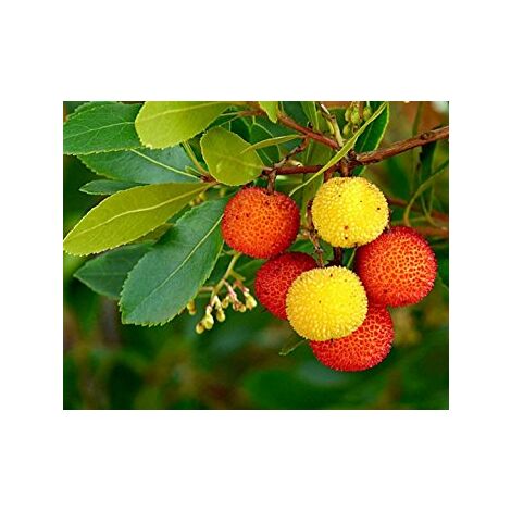 Pianta di Corbezzolo (Arbutus Unedo) vaso 18cm
