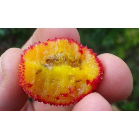 Pianta Albero Di CORBEZZOLO Ad Alberello H 130A CM ARBUTUS UNEDO IN - Foto 6