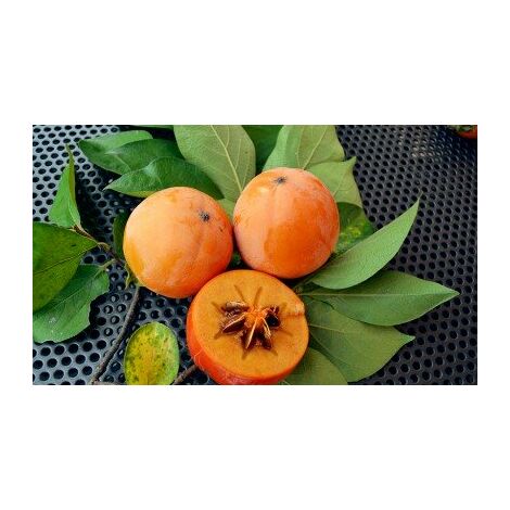 Pianta Di Kako Kaki (Lycopersicon) - Altezza 150 Cm | Pianta Da Frutto Per Giardino O Vaso - Foto 6