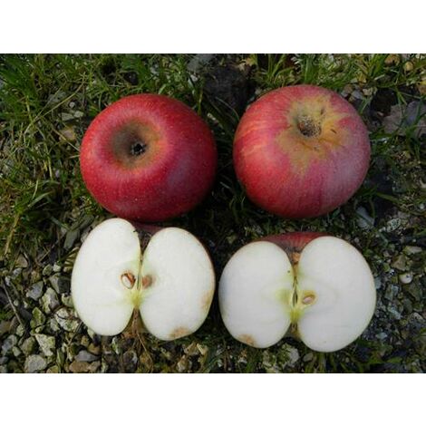 Melo Annurca - Pianta Da Frutto Autoctona Campana Con Maturazione Ottobre - Foto 3