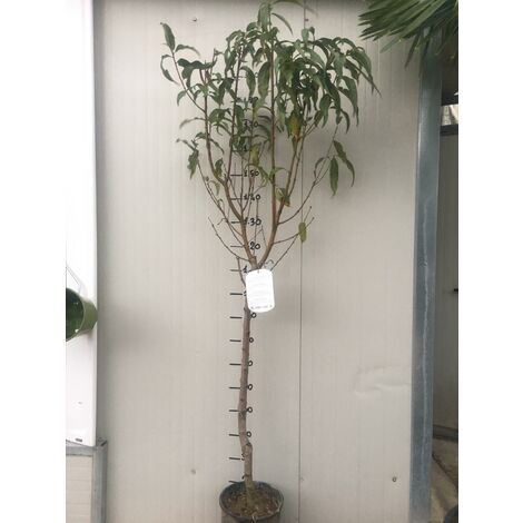 pianta di Pesca Platicarpa vaso 24cm