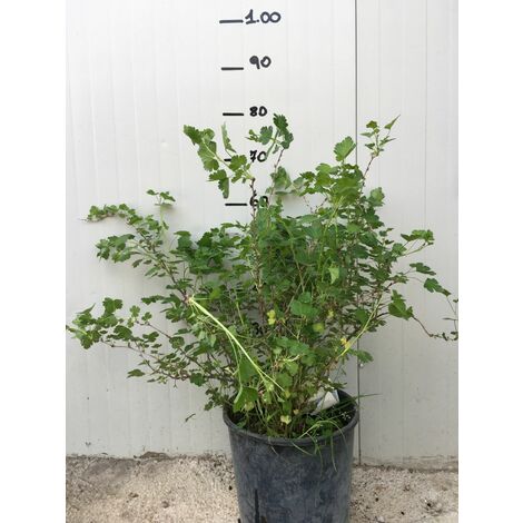 Pianta Di Ribes Bianco In Vaso 5 Litri - Pronta Per Trapianto, Vivaio Italiano, Pianta Da Frutto Per Orto E Giardino