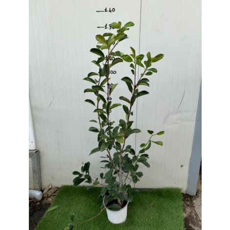 Photinia Red Robin - 10 Piante Per Siepe, Altezza 40/60 Cm, Vaso Ø8 Cm - Foto 9