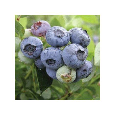 Vaccinium corymbosum Mirtillo americano Darrow FOTO REALI H 70CM