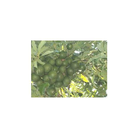 Pianta Di Avocado Hass Innestato - Persea Americana, Albero Da Frutto Vigoroso, Regalo Ideale Per Appassionati Di Giardinaggio, Frutti Medi E Polpa Cremosa