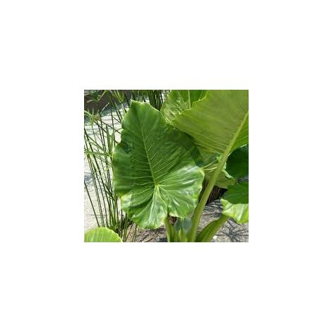 ALOCASIA MACRORRHHIZA, ORECCHIA DI ELEFANTE, FOTO REALI h 80cm