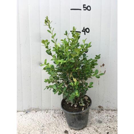 50 PIANTE Bosso Buxus sempervirens vaso 14cm H 40cm foto reali