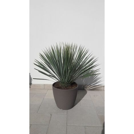 Yucca Rostrata vaso 40cm H 80cm foto reali vaso incluso piante grasse