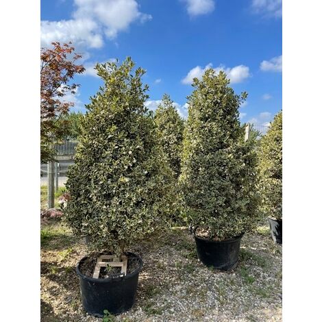 Ilex Aquifolium Argenteomarginata Agrifoglio Variegato A Cono H