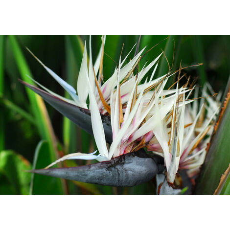 Strelitzia nicolai gigante, pianta uccello del paradiso