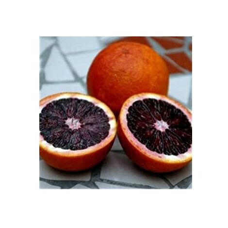 Pianta di Arancio Fragola in vaso 20 cm foto reali h80cm