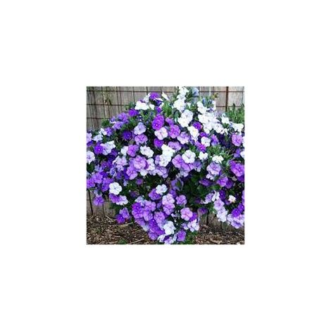 Come coltivare e curare Brunfelsia pauciflora Come coltivare e curare Brunfelsia pauciflora