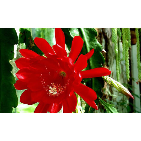 Pianta Epiphyllum a fiore rosso grande In basket 18cm foto reali