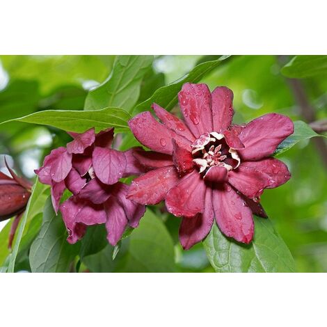 calycanthus x raulstonii 'hartlage wine' foto reali h 150cm calicanto rosso