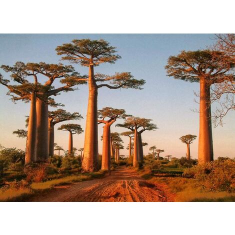Semi Di Baobab Africano (Adansonia Digitata) – 100 Semi Per Bonsai O Pianta D'Appartamento