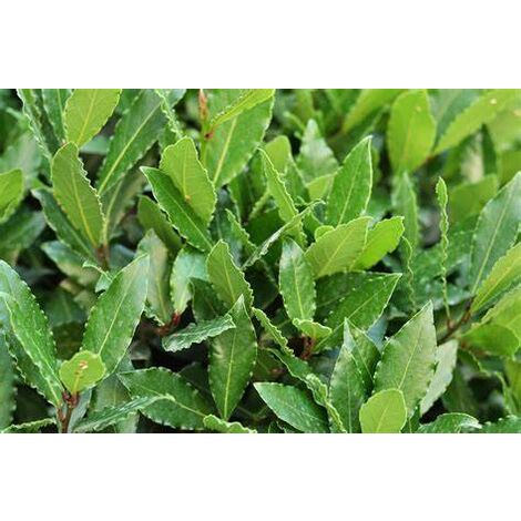 30 PIANTE DI ALLORO ( LAURUS NOBILIS ) H 190/200 CM vaso 24 cm foto reali