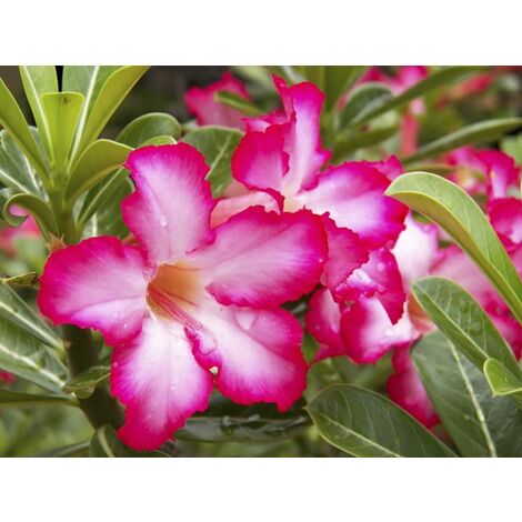 Rosa Del Deserto – Adenium Obesum In Vaso 10,5cm, Altezza 25-40cm, Pianta Da Appartamento Fiorita