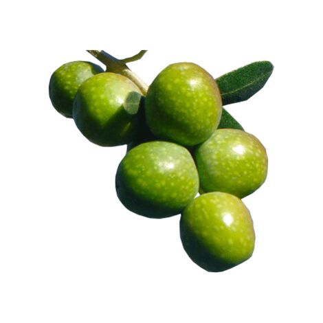 OLIVO FAVOLOSA FS-17 Autoradicata Pianta Di 130 Cm Cultivar Resistente A Xylella