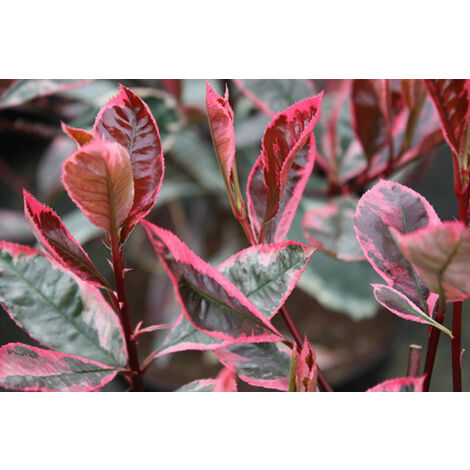 Photinia x Fraseri Louise vaso 18cm