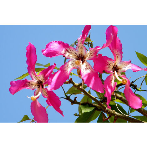 Pianta di Chorisia Speciosa, Ceiba Speciosa, albero bottiglia H 150cm