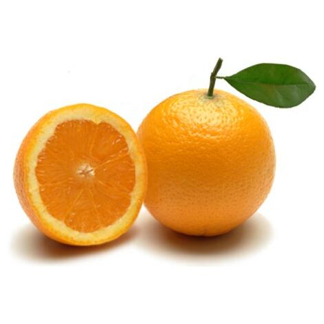 Pianta Di Arancio Navellina Arancio Amaro SAVINI VIVAI, Albero - 10