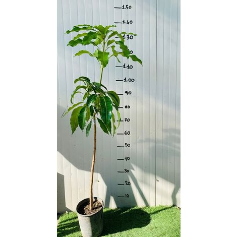 Mangifera Indica (Mango) ( in varieteiten) – Plantencentrum Exotica Mangifera Indica (Mango) ( in varieteiten) – Plantencentrum Exotica