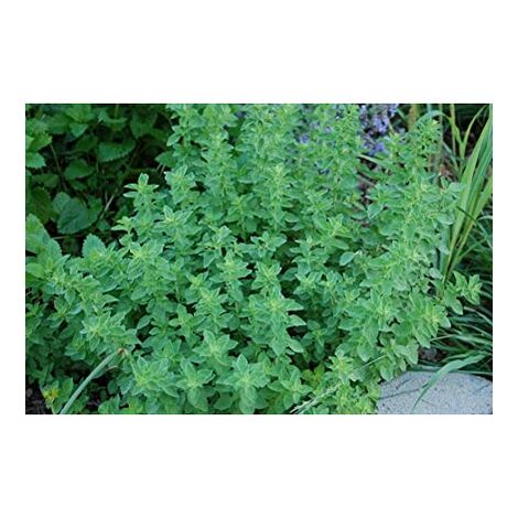 PIANTA DI ORIGANO VASO 14CM PIANTE AROMATICHE