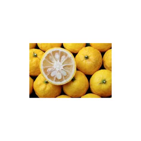 Citrus Junos Yuzu Lion, Agrume | &Agrave; L'ombre Des Figuiers