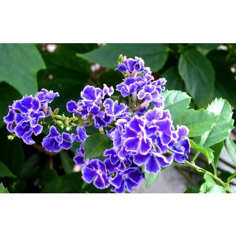 Pianta Duranta repens vaso 20 cm foto reali