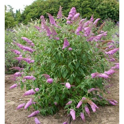 Pianta di Buddleja Davidii viola (Pianta delle Farfalle) vaso 18cm