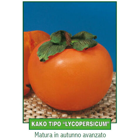 Pianta Di Kako Kaki (Lycopersicon) - Altezza 150 Cm | Pianta Da Frutto Per Giardino O Vaso - Foto 2