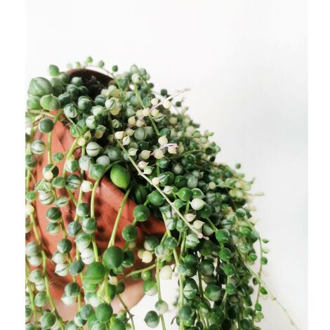 Pianta Senecio Herreianus - Pianta Del Rosario O Collana Di Perle, Vaso 19 Cm - Foto 14