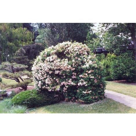 Pianta Palla di neve Viburnum Opulus Pallon di maggio Foto Reali Vaso 24cm