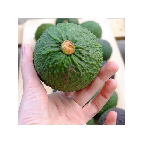 Avocado Orotava - Persea Americana Pianta da Frutto Frutta Foto Reali simil Hass