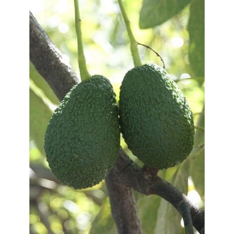 Avocado Lamb Hass - Persea Americana Pianta da frutto frutta Foto Reali