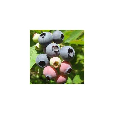 Pianta Di Mirtillo Gigante Americano Reka® - Biologica, Per Vaso O Giardino - Foto 11