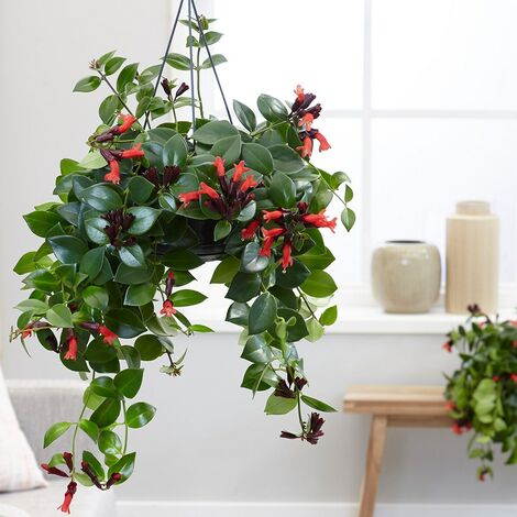 Aeschynanthus (Eschinanto o Escinanto) Vaso 15 - Pianta del Rossetto Foto Reali