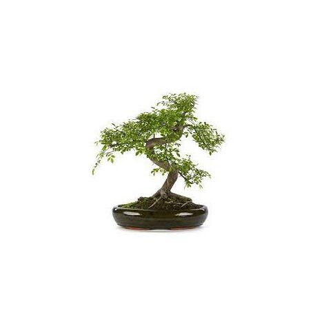 Bonsai Zelkova - Olmo Giapponese albero in miniatura del Giappone Foto Reali