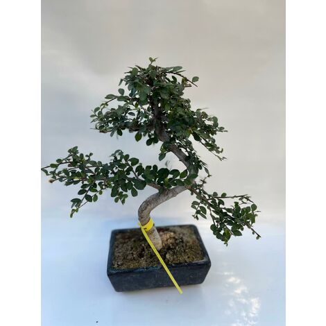 ikeda peppermill (zelkova) 9111 (JAP?N importaci?N/il Pacchetto E Il manuale EST?N scritti in japon?S