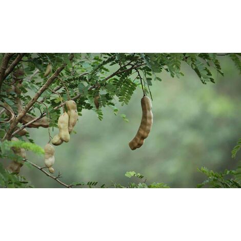 Pianta Artificiale Pianta Verde Artificiale 160 Cm Palma Tropicale Pianta Artificiale Monstera Serpente 88304780