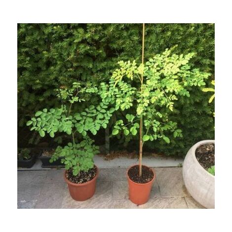 Moringa oleifera - Pianta dei miracoli DALLE MILLE PROPRIETÀ Vaso 17 Foto Reali