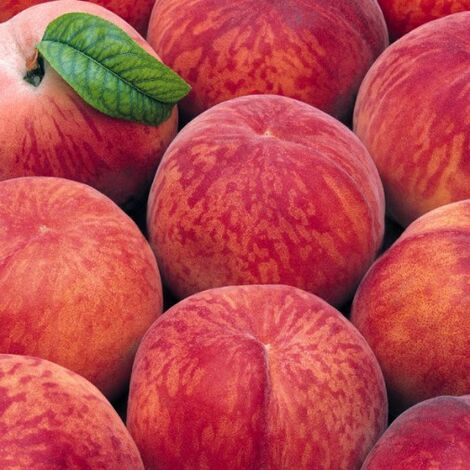 Pesco Michelini - Albero Da Frutto Con Pesche A Polpa Bianca, Pianta Reale - Foto 4